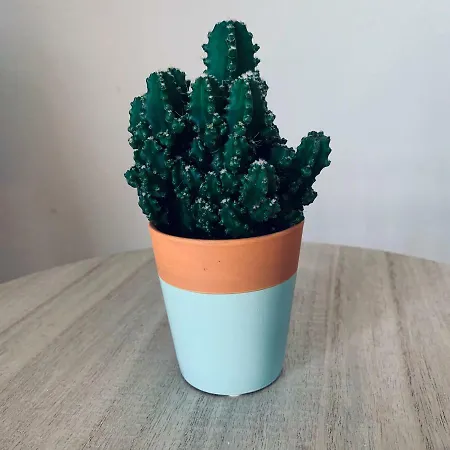 Trgici Barbat na Rabu